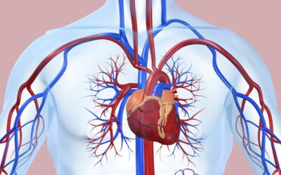 Notable Cardiovascular System CPT Code Changes in 2021